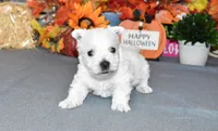 dustin, a male West Highland White Terrier for sale in Grovespring, MO – Photo 5 of 10