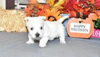 dustin, a male West Highland White Terrier for sale in Grovespring, MO – Photo 7 of 10