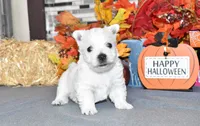 dustin, a male West Highland White Terrier for sale in Grovespring, MO – Photo 6 of 10
