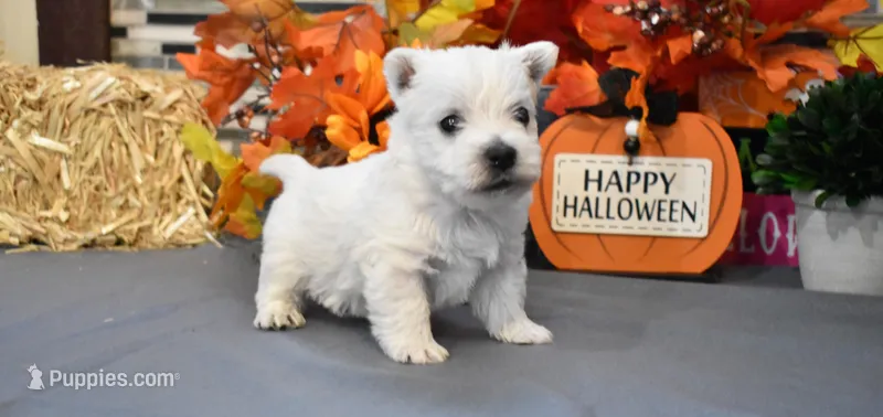 dustin, a male West Highland White Terrier for sale in Grovespring, MO – Photo 1 of 10