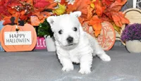 dustin, a male West Highland White Terrier for sale in Grovespring, MO – Photo 8 of 10