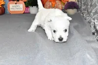 dustin, a male West Highland White Terrier for sale in Grovespring, MO – Photo 10 of 10