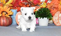 dustin, a male West Highland White Terrier for sale in Grovespring, MO – Photo 4 of 10