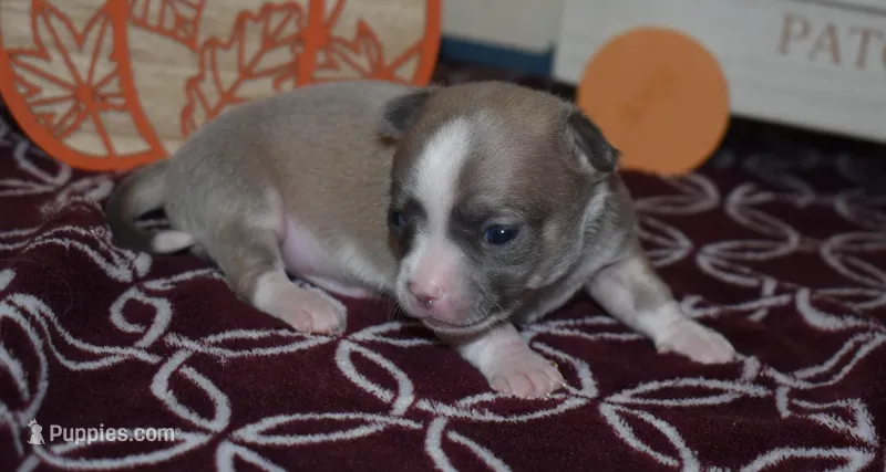 kieran, a male Chihuahua for sale in Grovespring, MO – Photo 1 of 8