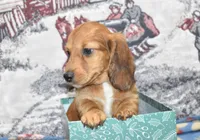 Jack, a male Miniature Dachshund for sale in Grovespring, MO – Photo 6 of 10