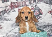 Jack, a male Miniature Dachshund for sale in Grovespring, MO – Photo 2 of 10