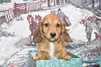 Jack, a male Miniature Dachshund for sale in Grovespring, MO – Photo 4 of 10