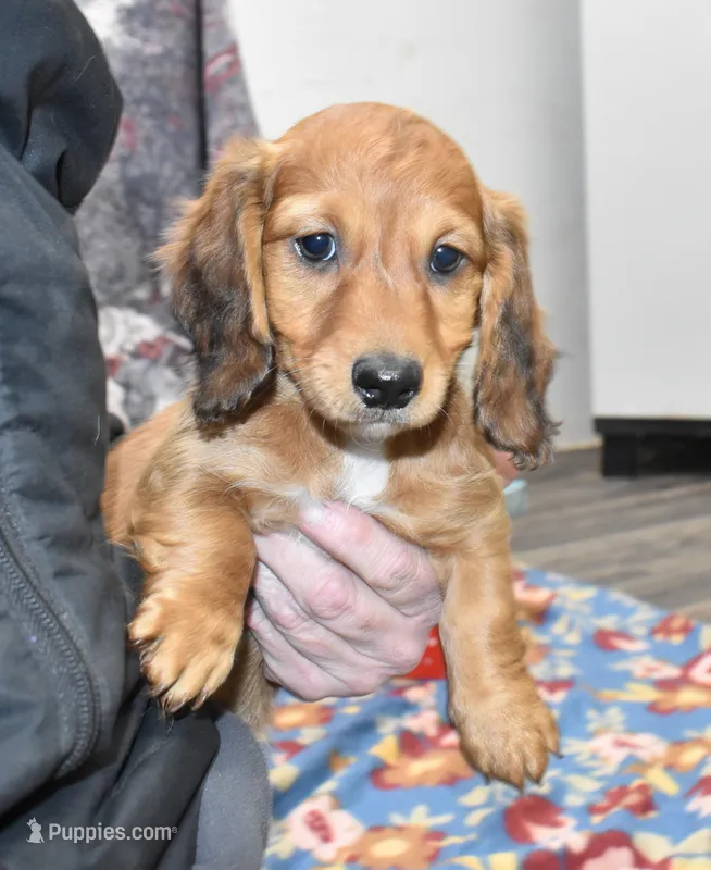Jack, a male Miniature Dachshund for sale in Grovespring, MO – Photo 1 of 10