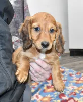 Jack, a male Miniature Dachshund for sale in Grovespring, MO – Photo 1 of 10