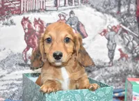 Jack, a male Miniature Dachshund for sale in Grovespring, MO – Photo 5 of 10