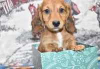 Jack, a male Miniature Dachshund for sale in Grovespring, MO – Photo 8 of 10