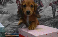 Jack, a male Miniature Dachshund for sale in Grovespring, MO – Photo 10 of 10