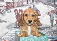 Jack, a male Miniature Dachshund for sale in Grovespring, MO – Photo 3 of 10