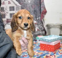 Jack, a male Miniature Dachshund for sale in Grovespring, MO – Photo 7 of 10