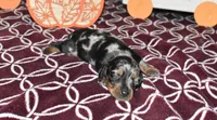 josie, a female Miniature Dachshund for sale in Grovespring, MO – Photo 8 of 10