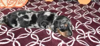 josie, a female Miniature Dachshund for sale in Grovespring, MO – Photo 10 of 10