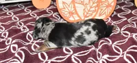 josie, a female Miniature Dachshund for sale in Grovespring, MO – Photo 7 of 10