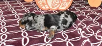 josie, a female Miniature Dachshund for sale in Grovespring, MO – Photo 9 of 10