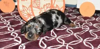 josie, a female Miniature Dachshund for sale in Grovespring, MO – Photo 6 of 10