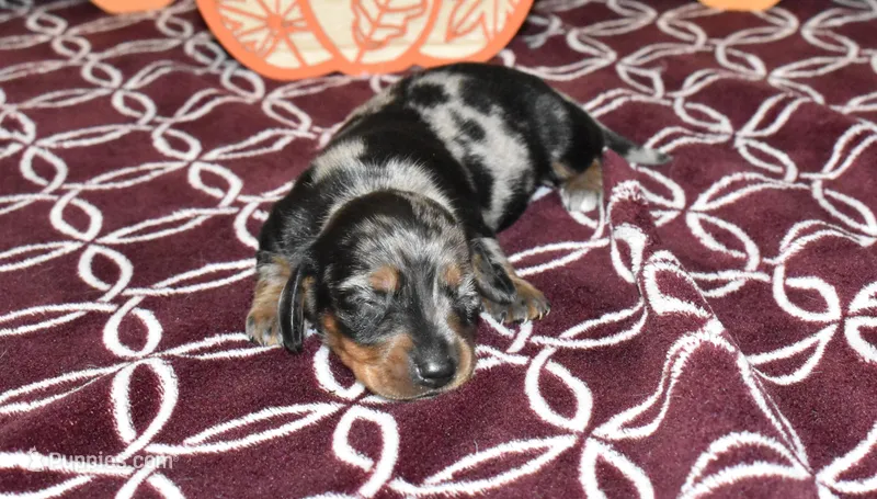 josie, a female Miniature Dachshund for sale in Grovespring, MO – Photo 1 of 10