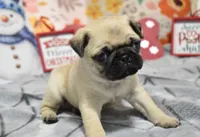 ryder, a male Pug for sale in Grovespring, MO – Photo 2 of 10