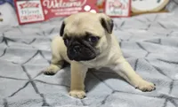 ryder, a male Pug for sale in Grovespring, MO – Photo 10 of 10
