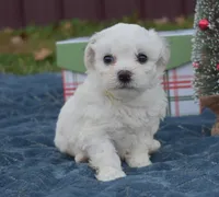 misty, a female Bichon Frise for sale in Grovespring, MO – Photo 1 of 8