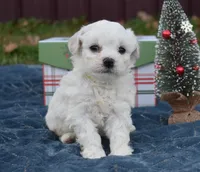 misty, a female Bichon Frise for sale in Grovespring, MO – Photo 6 of 8