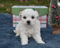 misty, a female Bichon Frise for sale in Grovespring, MO – Photo 8 of 8