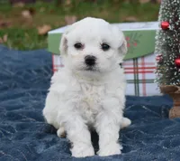 misty, a female Bichon Frise for sale in Grovespring, MO – Photo 5 of 8