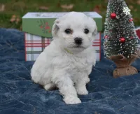 misty, a female Bichon Frise for sale in Grovespring, MO – Photo 7 of 8