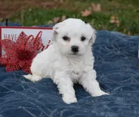 misty, a female Bichon Frise for sale in Grovespring, MO – Photo 2 of 8