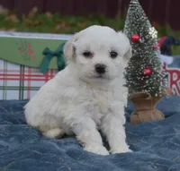 misty, a female Bichon Frise for sale in Grovespring, MO – Photo 3 of 8