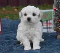 misty, a female Bichon Frise for sale in Grovespring, MO – Photo 4 of 8