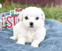 olivia, a female Bichon Frise for sale in Grovespring, MO – Photo 4 of 10
