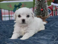 olivia, a female Bichon Frise for sale in Grovespring, MO – Photo 10 of 10