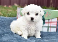 olivia, a female Bichon Frise for sale in Grovespring, MO – Photo 5 of 10