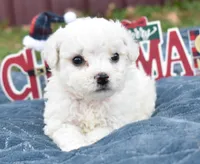 olivia, a female Bichon Frise for sale in Grovespring, MO – Photo 3 of 10