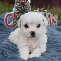 olivia, a female Bichon Frise for sale in Grovespring, MO – Photo 8 of 10
