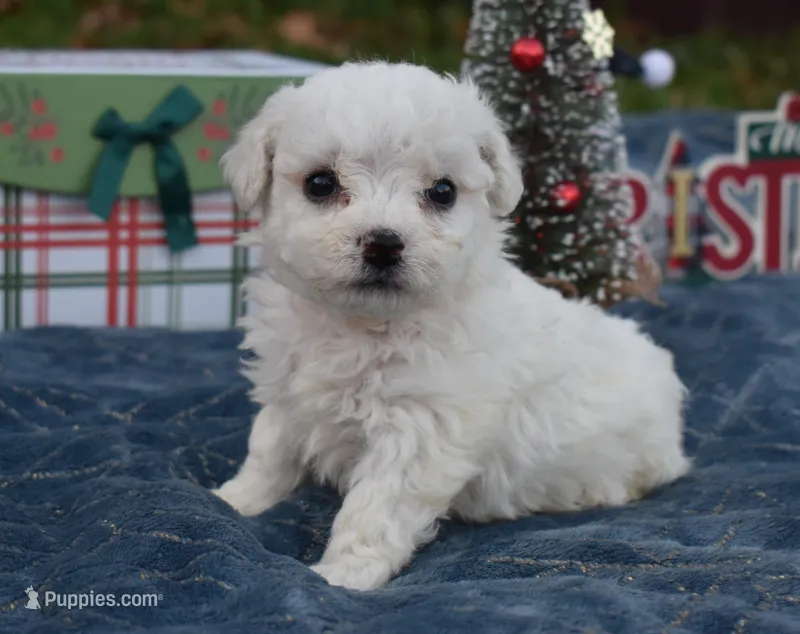 olivia, a female Bichon Frise for sale in Grovespring, MO – Photo 1 of 10
