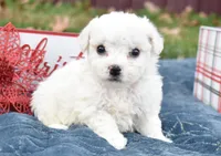 olivia, a female Bichon Frise for sale in Grovespring, MO – Photo 7 of 10