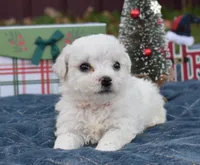olivia, a female Bichon Frise for sale in Grovespring, MO – Photo 9 of 10