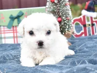 olivia, a female Bichon Frise for sale in Grovespring, MO – Photo 2 of 10