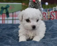 olivia, a female Bichon Frise for sale in Grovespring, MO – Photo 6 of 10