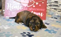 sadie, a female Miniature Dachshund for sale in Grovespring, MO – Photo 1 of 9