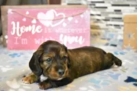 sadie, a female Miniature Dachshund for sale in Grovespring, MO – Photo 2 of 9