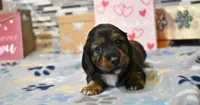 sadie, a female Miniature Dachshund for sale in Grovespring, MO – Photo 5 of 9