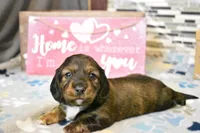 sadie, a female Miniature Dachshund for sale in Grovespring, MO – Photo 7 of 9