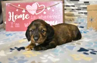 sadie, a female Miniature Dachshund for sale in Grovespring, MO – Photo 3 of 9