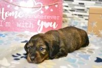 sadie, a female Miniature Dachshund for sale in Grovespring, MO – Photo 6 of 9